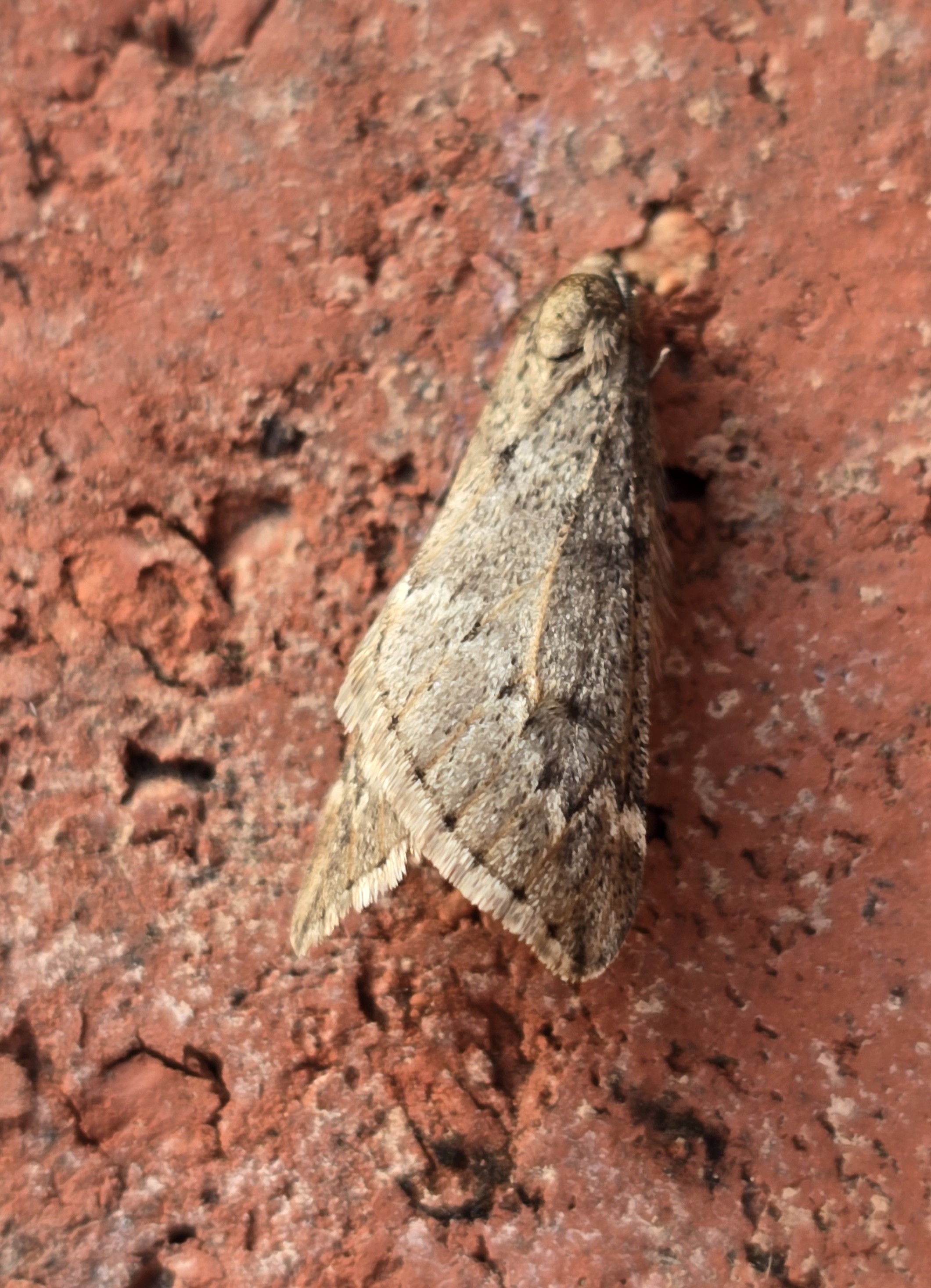 Photo of March Moth (Alsophila aescularia)